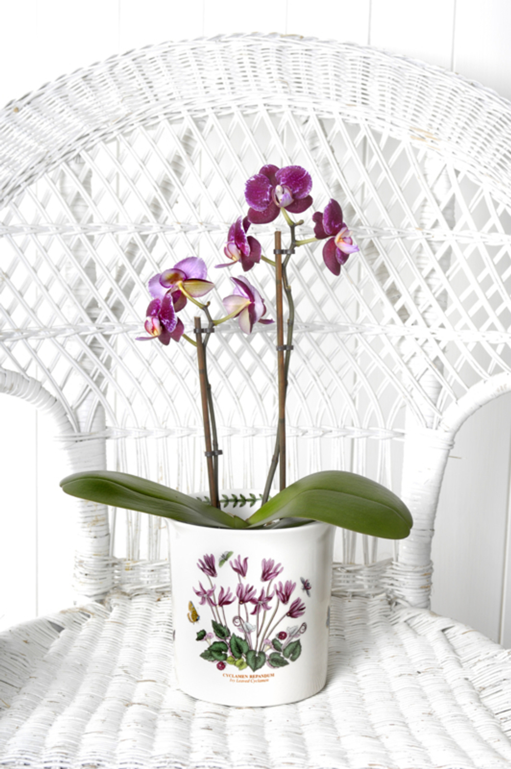 Цветочный горшок для орхидей Portmeirion "Ботанический сад" 15см