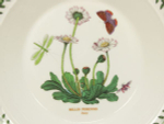 Тарелка суповая Portmeirion "Ботанический сад. Маргаритка" 21,5см
